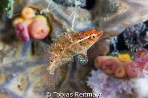 Juvenile wrasse on Kensho Maru, Chuuk by Tobias Reitmayr 